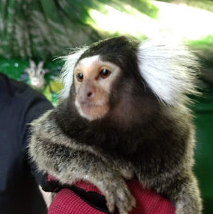 Meet your Posher, Donald